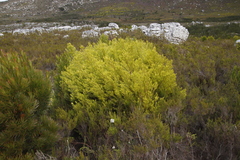 Leucadendron xanthoconus