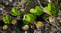 Pyrola asarifolia