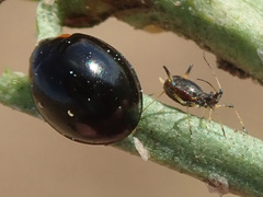 Aphis craccivora