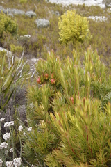 Leucadendron xanthoconus