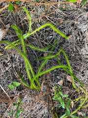 Lycopodiella