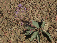 Limonium gmelinii