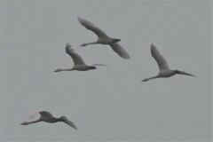 Cygnus columbianus bewickii