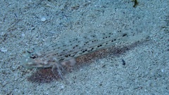 Istigobius decoratus