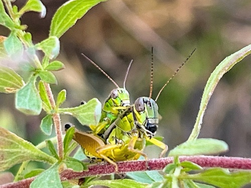 Little Eastern Grasshopper photo 2