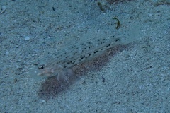 Istigobius decoratus