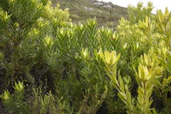 Leucadendron laureolum