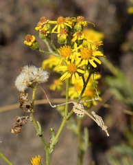 Empusa fasciata