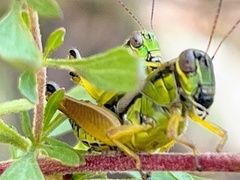 Eotettix pusillus