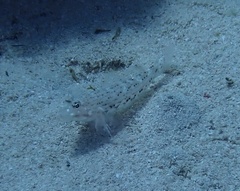 Istigobius decoratus