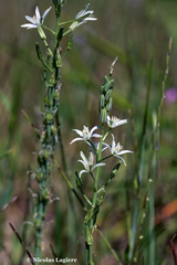 Ornithogalum narbonense