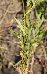 Empusa fasciata