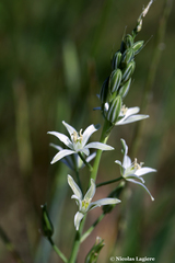 Ornithogalum narbonense