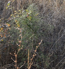 Asparagus verticillatus