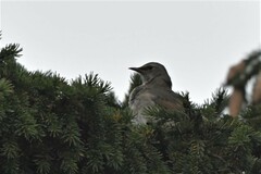 Turdus atrogularis