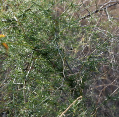Asparagus verticillatus