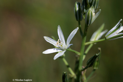 Ornithogalum narbonense