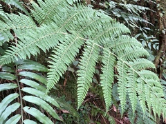 Dryopteris peranema