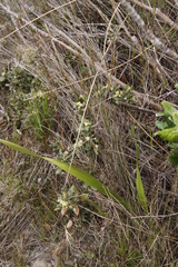 Hermas villosa