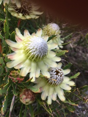 Protea scolymocephala