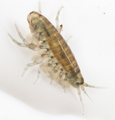 Hyalella