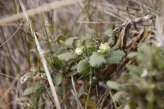 Hermas villosa
