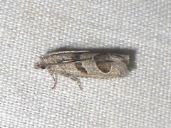 Pelochrista pulveratana