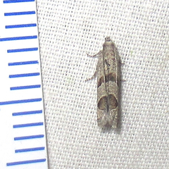 Pelochrista pulveratana