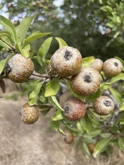 Pyrus spinosa