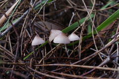 Mycena kuurkacea