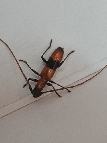 Tropidion zonapterum