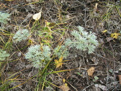 Artemisia sericea