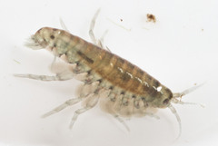 Hyalella