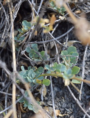 Medicago cretacea