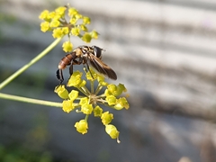 Trichopoda pictipennis