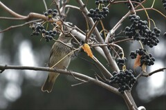 Turdus atrogularis
