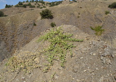 Capparis spinosa herbacea
