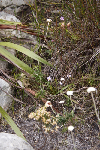 Image of Zyrphelis taxifolia by (c) Tony Rebelo, some rights reserved (CC BY-SA)