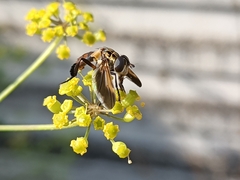 Trichopoda pictipennis
