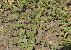 Capparis spinosa herbacea
