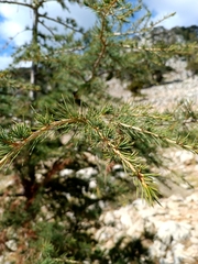 Cedrus libani