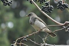 Turdus atrogularis