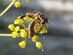 Trichopoda pictipennis