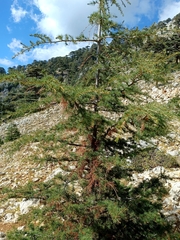 Cedrus libani