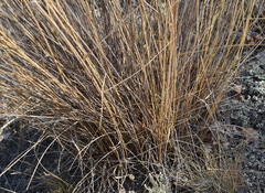 Elymus nodosus