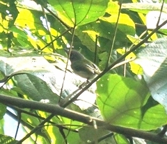 Hemitriccus furcatus