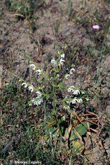 Salvia argentea