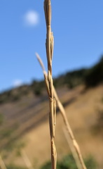 Elymus nodosus