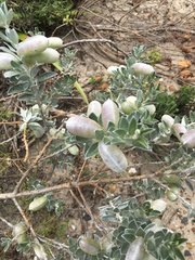 Podalyria sericea