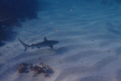 Carcharhinus galapagensis